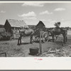 Mules in barnyard of Negro farm owner near Vian, Oklahoma