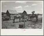 Mules in barnyard of Negro farm owner near Vian, Oklahoma