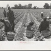 Picking string beans in field near Muskogee, Oklahoma