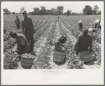 Picking string beans in field near Muskogee, Oklahoma