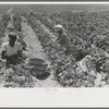 Negro and white agricultural day laborers picking string beans in field near Muskogee, Oklahoma