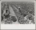 Negro and white agricultural day laborers picking string beans in field near Muskogee, Oklahoma