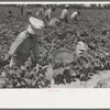 White agricultural day laborer picking string beans in field near Muskogee, Oklahoma