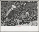 White agricultural day laborer picking string beans in field near Muskogee, Oklahoma