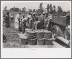 Activity around the weighing and loading point, string bean field near Muskogee, Oklahoma