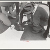 Strapping horse's ankles before polo match, Abilene, Texas