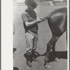 Braiding horse's tail before polo match, Abilene, Texas