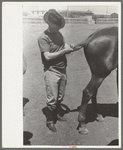 Braiding horse's tail before polo match, Abilene, Texas