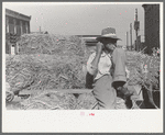 Farmer on a load of hay, farmers' market, Weatherford, Texas
