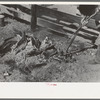 Taking branding irons from the fire. Roundup near Marfa, Texas