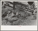 Taking branding irons from the fire. Roundup near Marfa, Texas