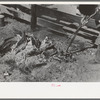 Taking branding irons from the fire. Roundup near Marfa, Texas