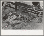 Taking branding irons from the fire. Roundup near Marfa, Texas