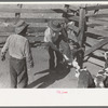 Throwing a calf for branding. Roundup near Marfa, Texas