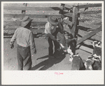 Throwing a calf for branding. Roundup near Marfa, Texas