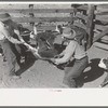 Throwing a calf for branding. Roundup near Marfa, Texas