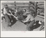 Throwing a calf for branding. Roundup near Marfa, Texas