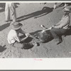 Method of holding calf before branding, vaccinating, castrating, dehorning, etc. Roundup near Marfa, Texas