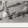 Method of holding calf before branding, vaccinating, castrating, dehorning, etc. Roundup near Marfa, Texas