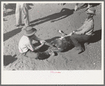 Method of holding calf before branding, vaccinating, castrating, dehorning, etc. Roundup near Marfa, Texas