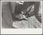 Burning out horns of calf. Roundup near Marfa, Texas