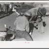 Burning out the horns of a calf. Roundup near Marfa, Texas