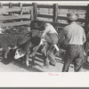 Throwing a calf before branding. Roundup near Marfa, Texas
