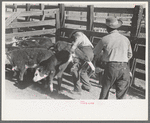 Throwing a calf before branding. Roundup near Marfa, Texas