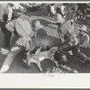 Working on a calf during branding operations at roundup near Marfa, Texas