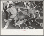 Working on a calf during branding operations at roundup near Marfa, Texas