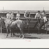 Scene at polo match, Abilene, Texas