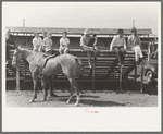 Scene at polo match, Abilene, Texas