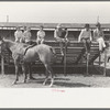 Scene at polo match, Abilene, Texas