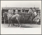 Scene at polo match, Abilene, Texas