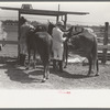 Harnessing ponies before polo match, Abilene, Texas