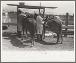 Harnessing ponies before polo match, Abilene, Texas