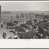 Cattle in corral at roundup near Marfa, Texas