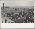 Cattle in corral at roundup near Marfa, Texas