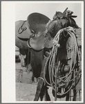 Detail of cowboy's saddle. Roundup near Marfa, Texas