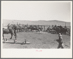 Cowboys roping and saddling horses. Corral at ranch near Marfa, Texas