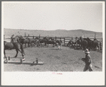 Cowboys roping and saddling horses. Corral at ranch near Marfa, Texas