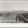 Cowboys roping and saddling horses. Corral at ranch near Marfa, Texas