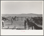 Cowboys roping and saddling horses. Corral at ranch near Marfa, Texas