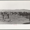 Cowboys roping and saddling horses. Corral at ranch near Marfa, Texas