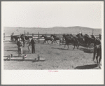 Cowboys roping and saddling horses. Corral at ranch near Marfa, Texas