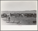 Cowboys roping horses at roundup near Marfa, Texas