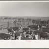 Cattle in corral. Roundup near Marfa, Texas