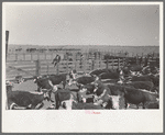 Cattle in corral. Roundup near Marfa, Texas