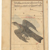 Aquila (Nasrî Tâ'ir), as seen on a celestial globe