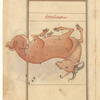 Aries (Hamal), as seen in the heavens. The mirror image on f. 79v